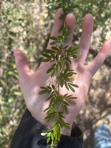 Archidendropsis thozetiana observed 2025-08-03