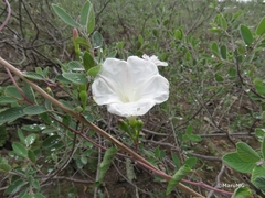 Ipomoea batatoides