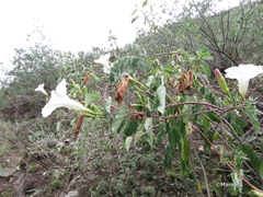Ipomoea batatoides