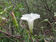 Ipomoea batatoides