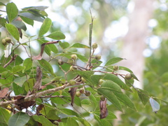 Trichilia minutiflora