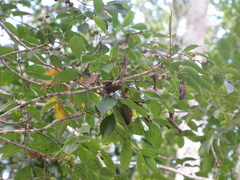 Trichilia minutiflora