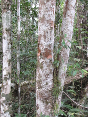 Trichilia minutiflora