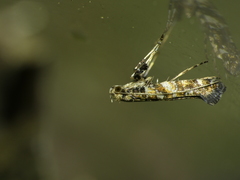 Gracillaria syringella