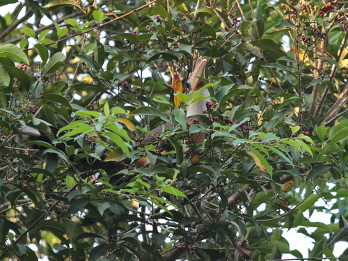 Weißgesicht-Hornvogel (Anorrhinus austeni)