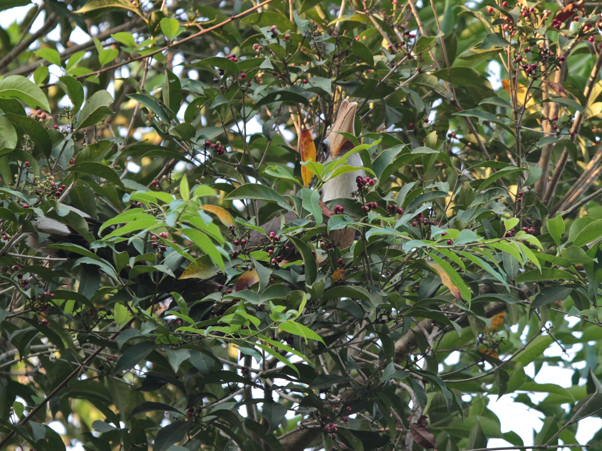 Brown Hornbill illustration