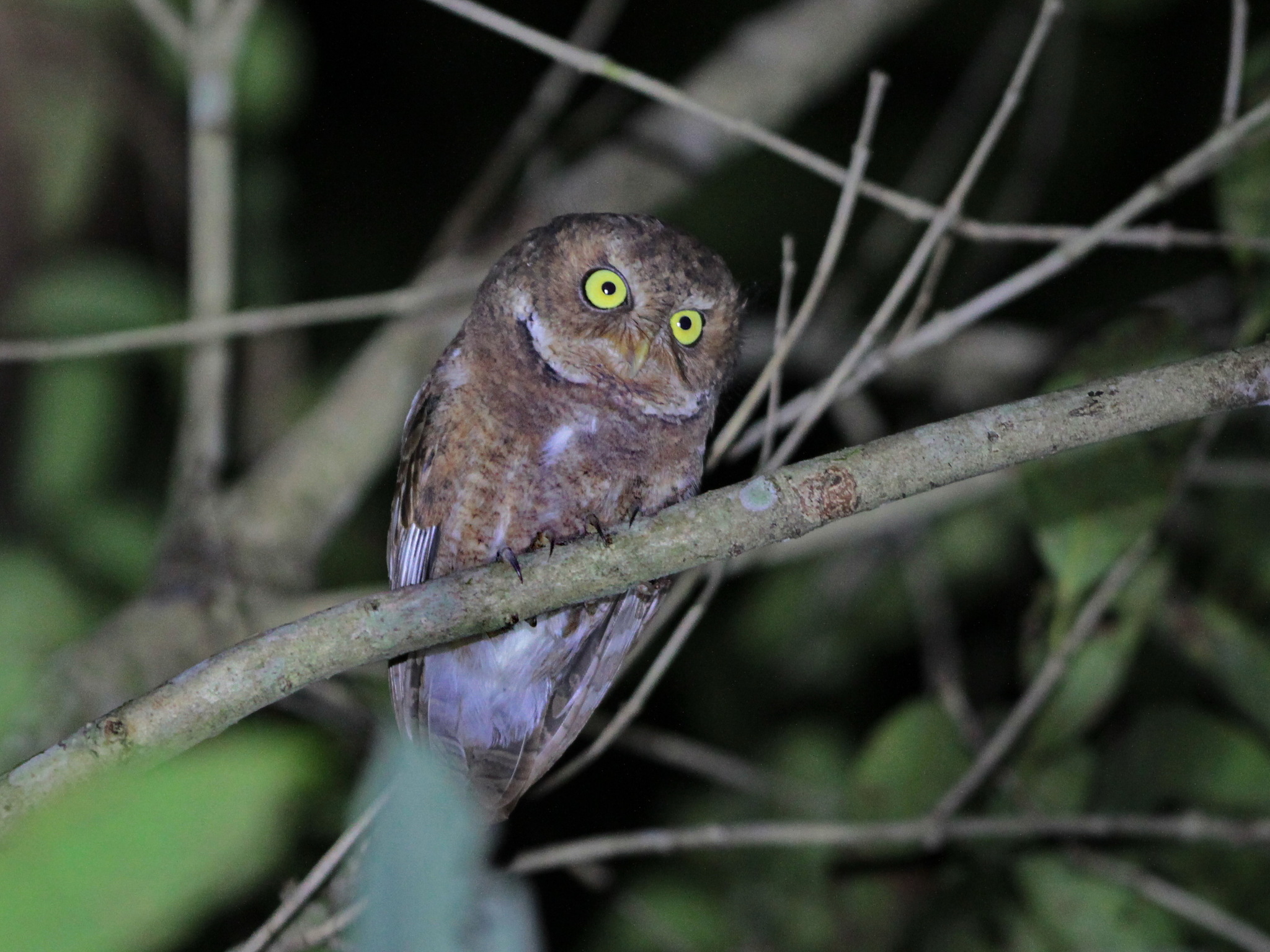 Mountain Scops Owl