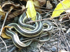 Thamnophis sirtalis sirtalis