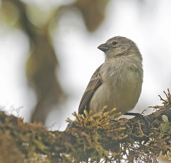 Camarhynchus parvulus