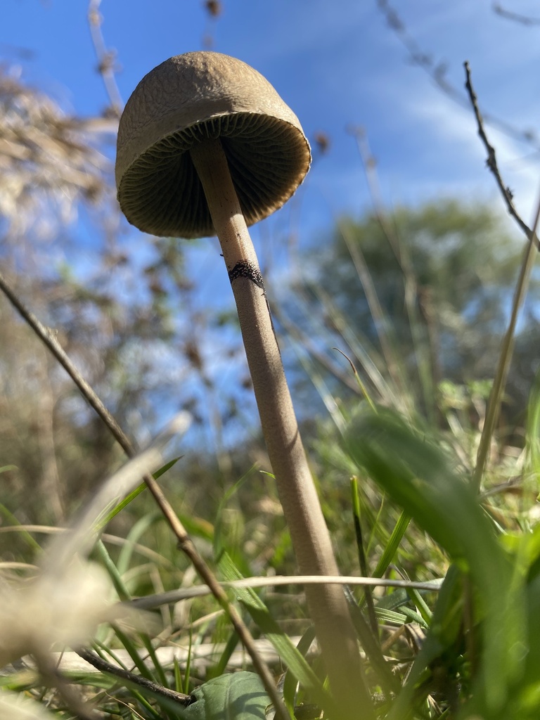 Panaeolus papilionaceus · August 2025 · photo: © tutitah (iNaturalist, cc0)