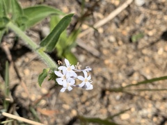 Pentanisia prunelloides prunelloides