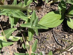 Pentanisia prunelloides prunelloides