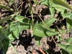 Pentanisia prunelloides prunelloides