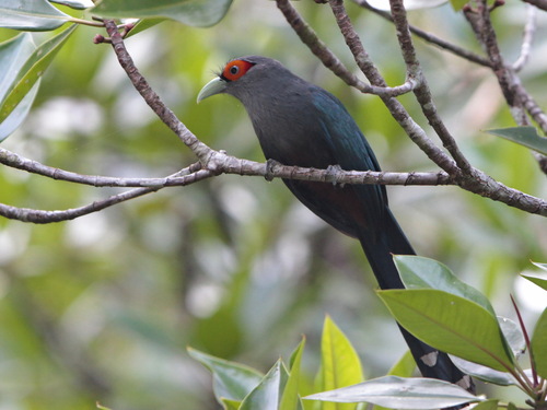 Chestnut-bellied Malkoha (Phaenicophaeus sumatranus), photo 8
