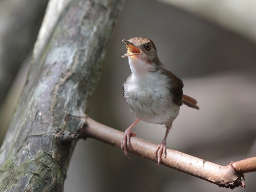White-chested Babbler (Pellorneum rostratum)