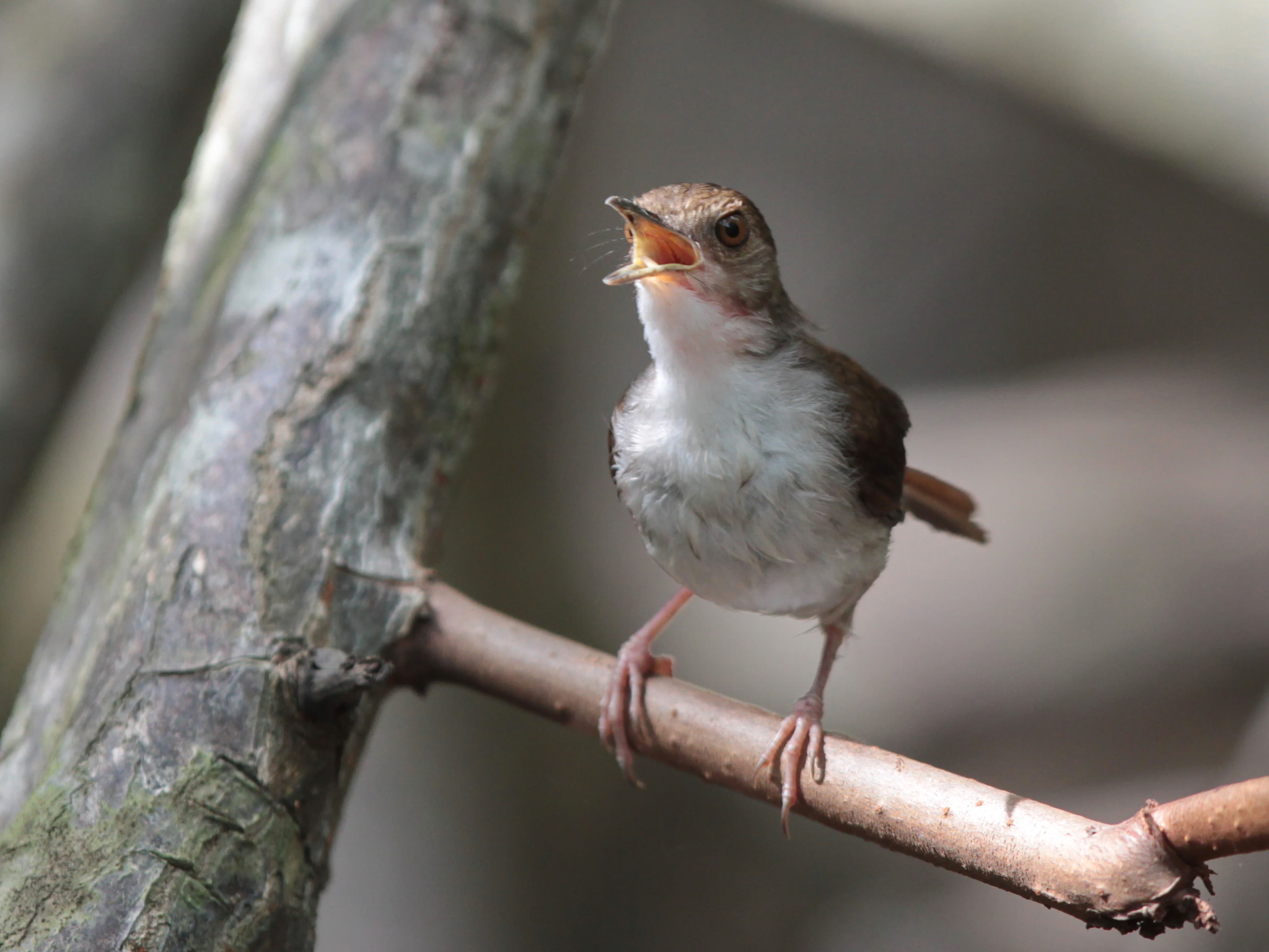 White-chested Babbler (Pellorneum rostratum)