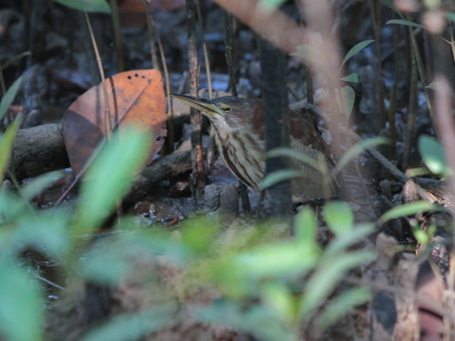 Von Schrenck's Bittern (Botaurus eurhythmus), photo 10