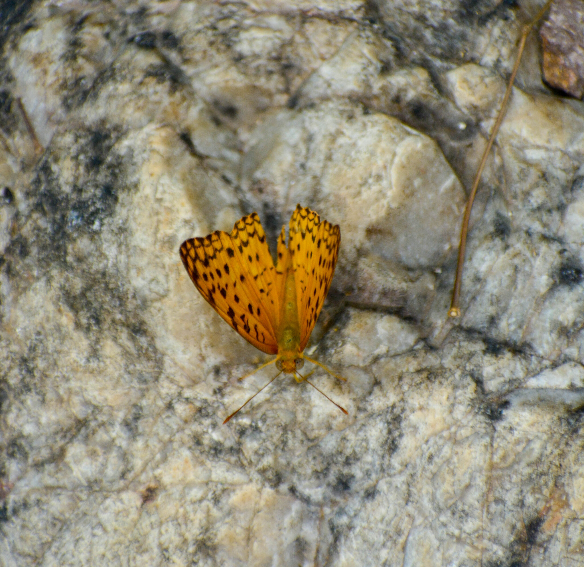 Common Leopard