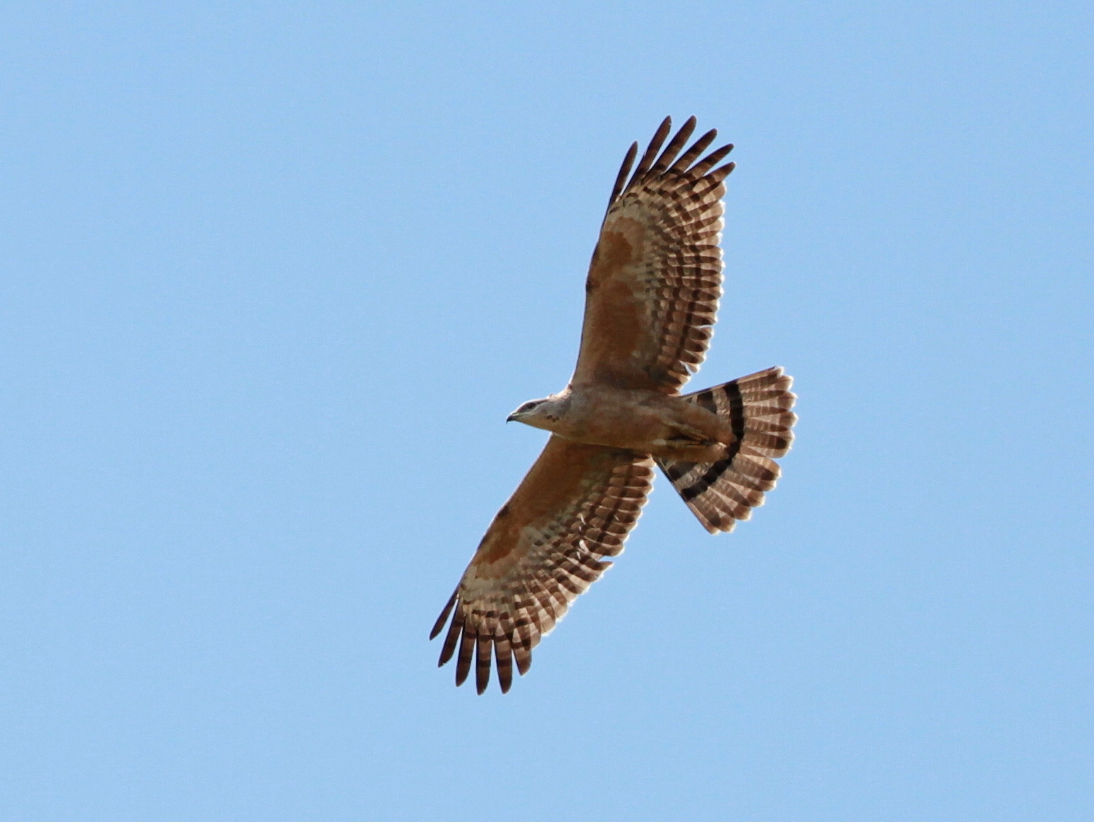 Crested Honey Buzzard
