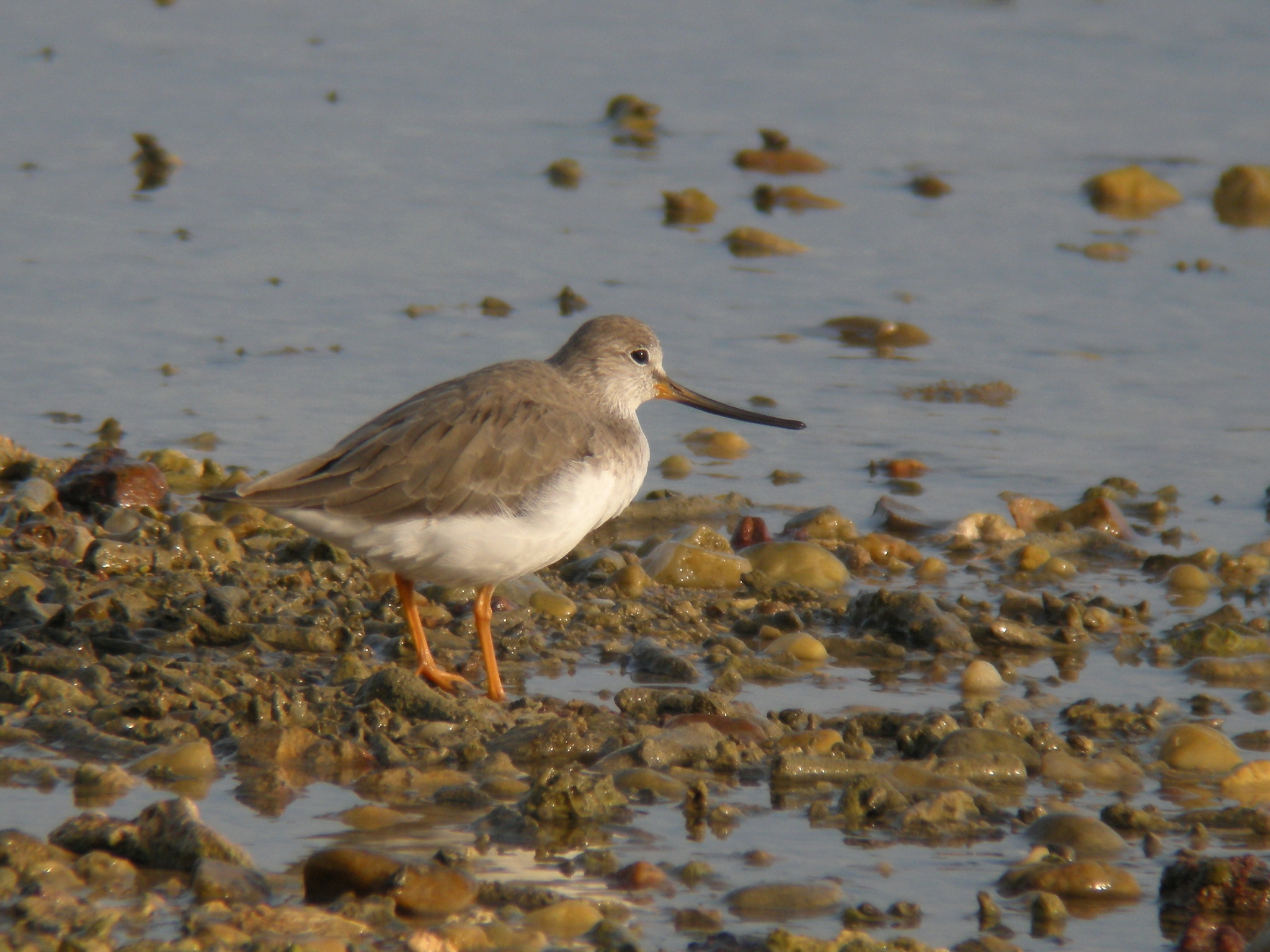 Terek Sandpiper