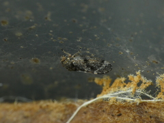 Pachypsylla celtidismamma