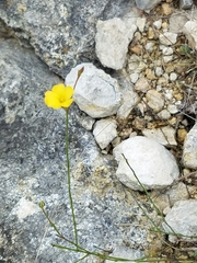 Linaceae