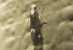 Chionodes phalacra