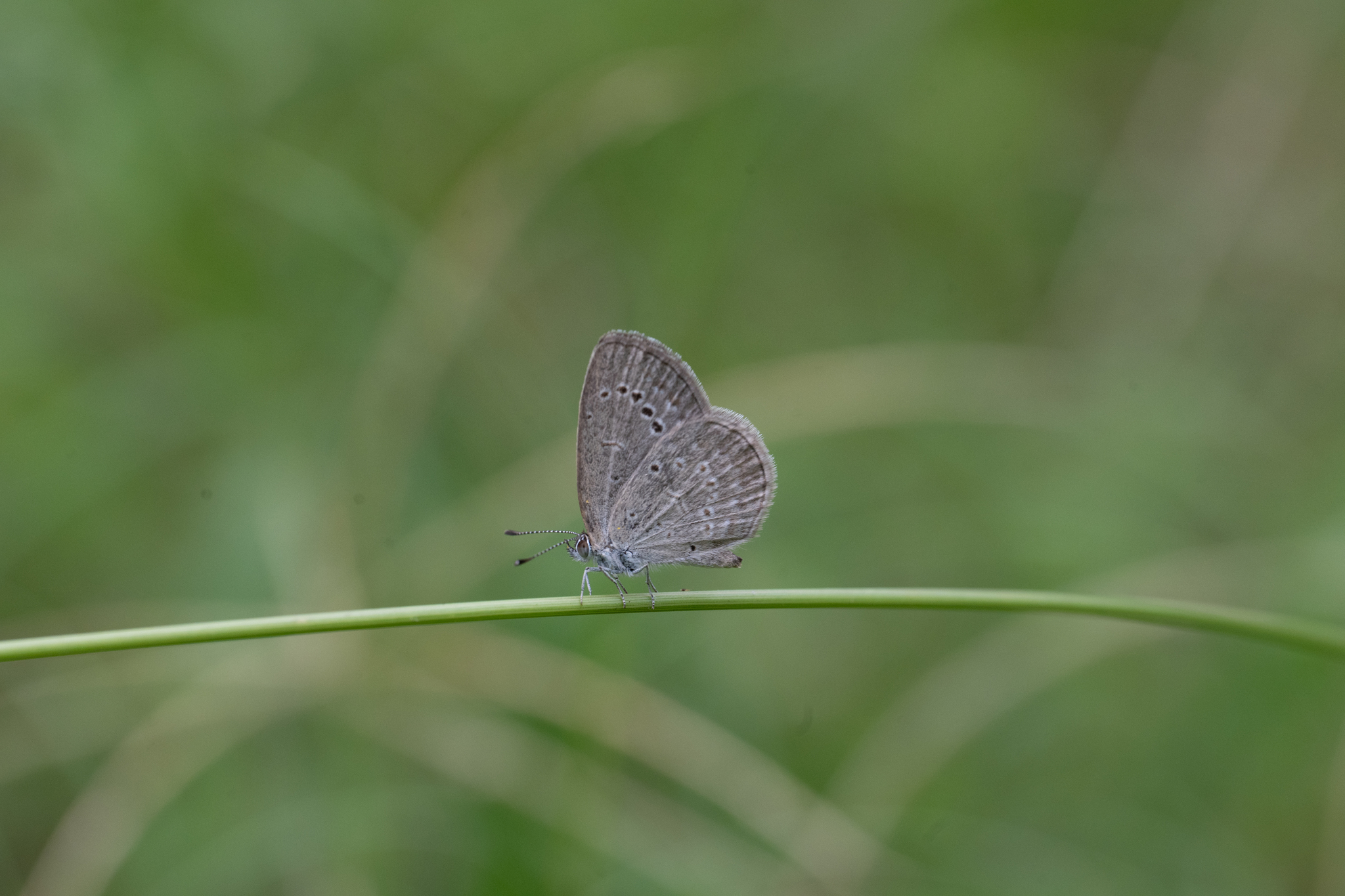 Pale Grass Blue