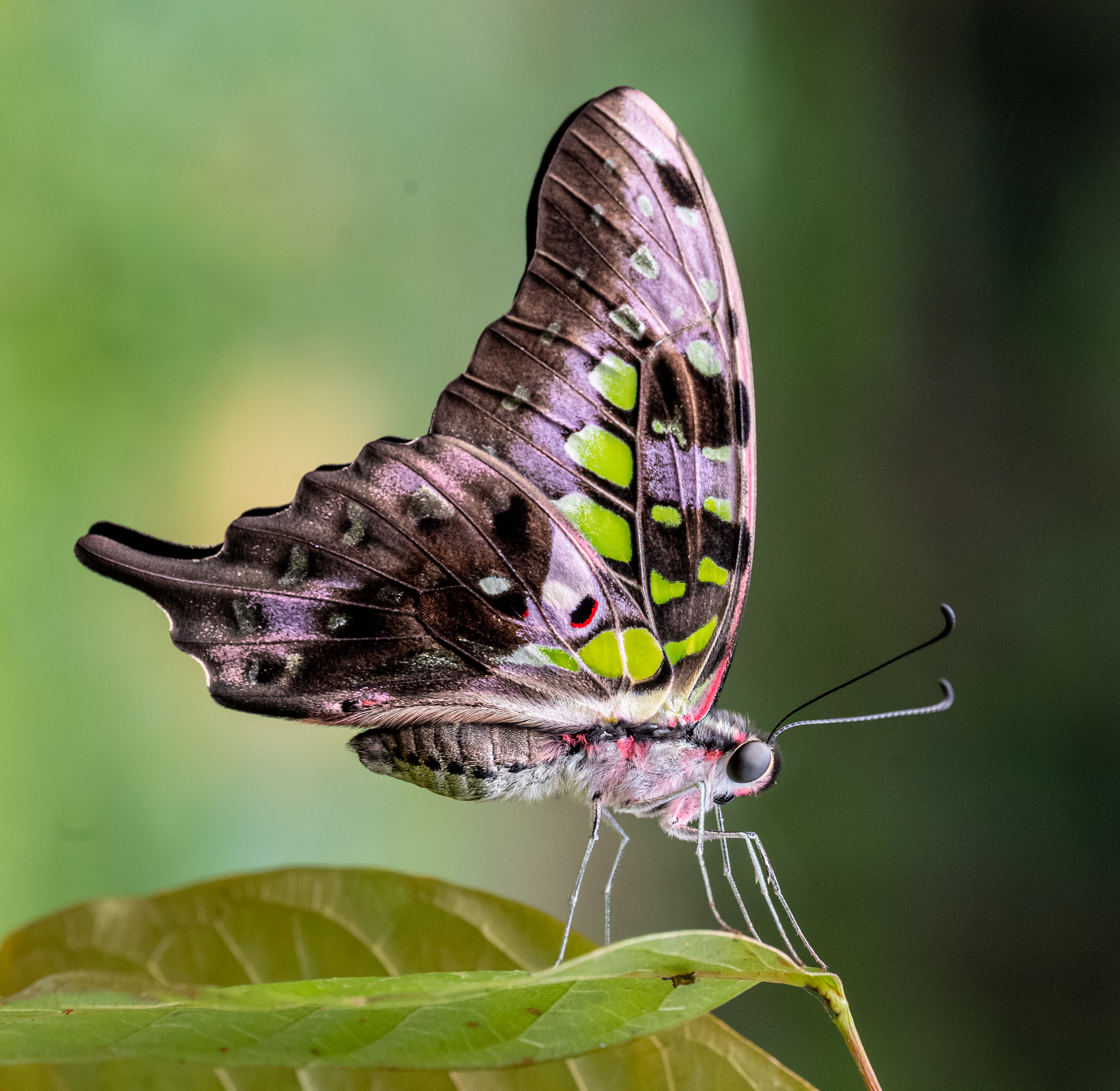 Tailed Jay