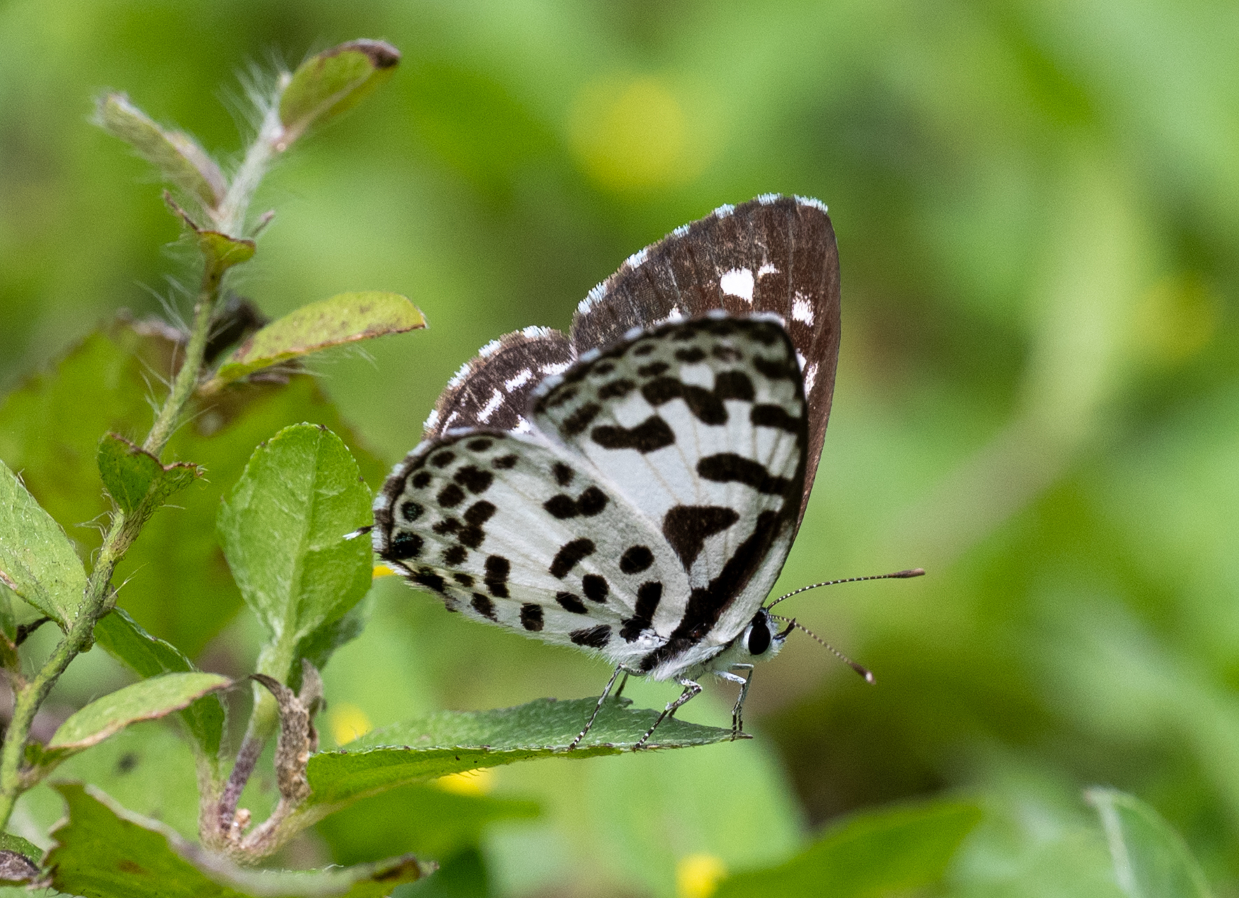 Common Pierrot