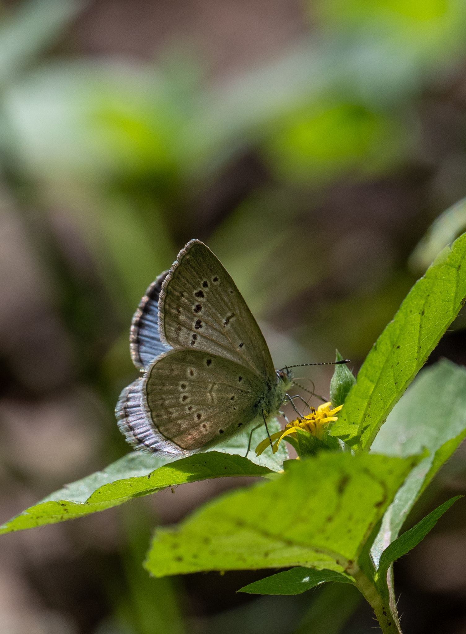 Pale Grass Blue
