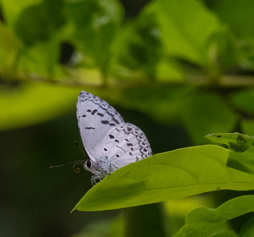 Common Hedge Blue