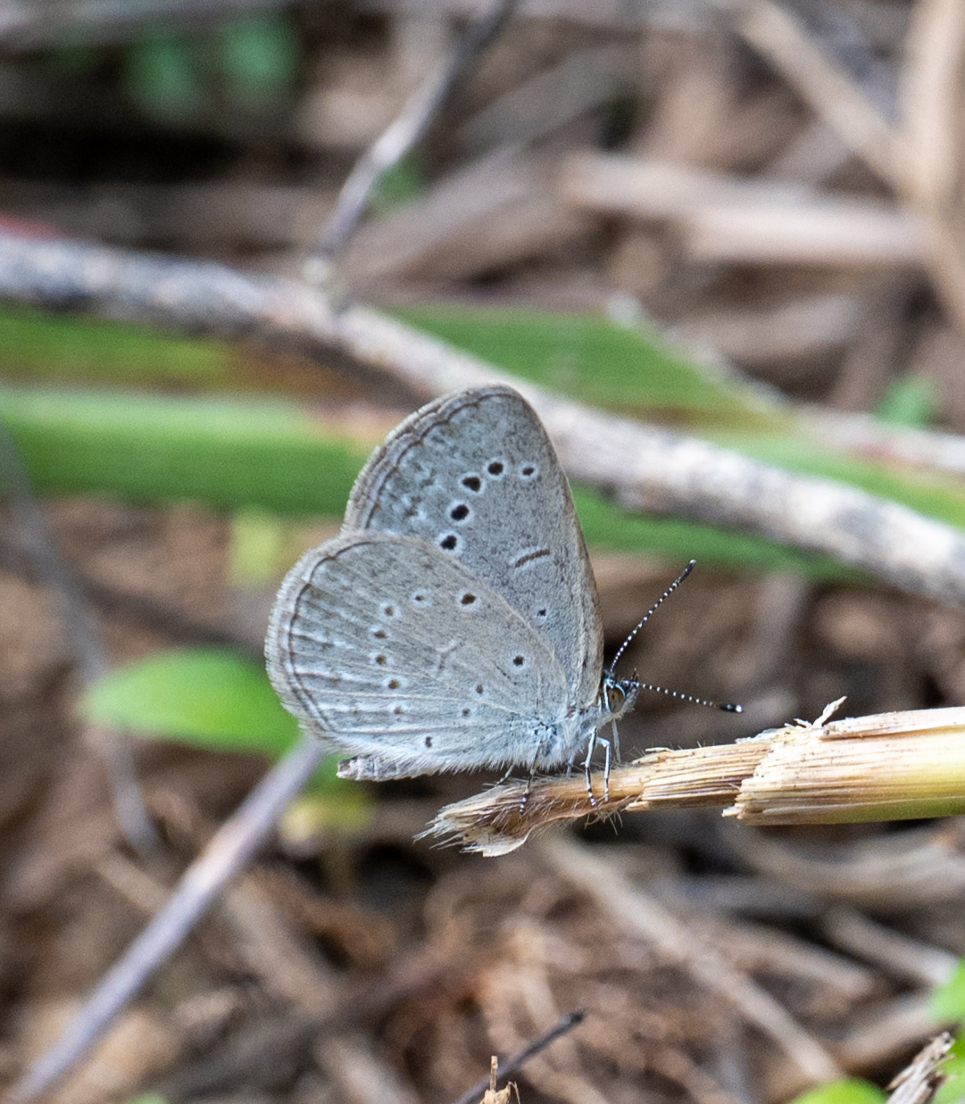 Pale Grass Blue