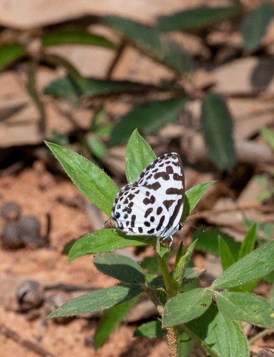 Common Pierrot