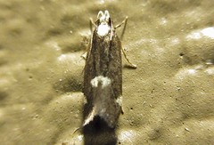 Chionodes phalacra