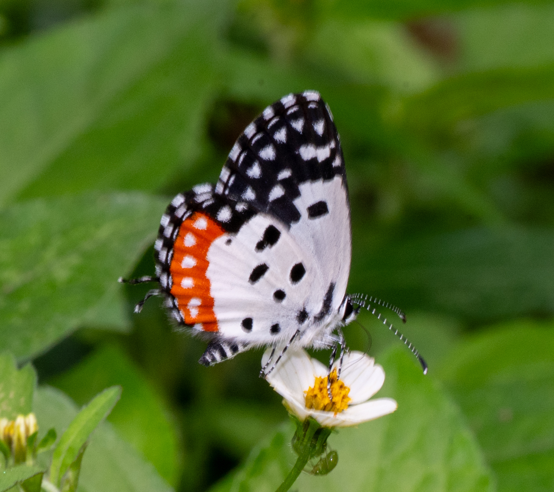 Red Pierrot