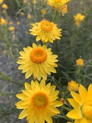 Xerochrysum viscosum
