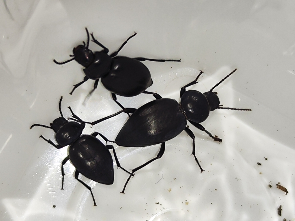 Tentyria ophiusae