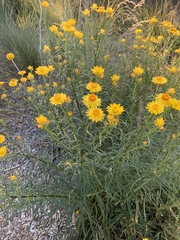 Xerochrysum viscosum