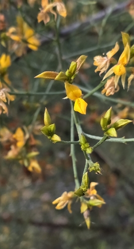 Jacksonia ramosissima, 2025-07-22