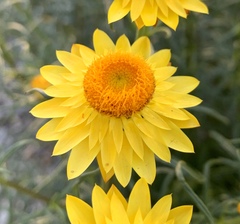 Xerochrysum viscosum