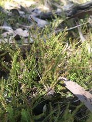 Lateristachys lateralis