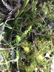 Lateristachys lateralis