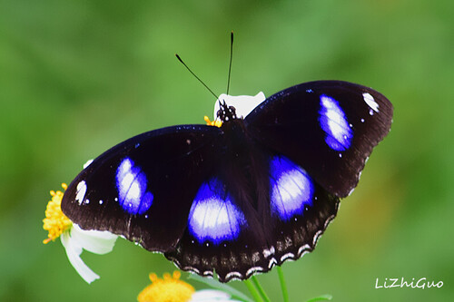 Great Eggfly