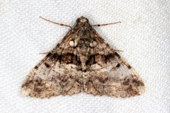 Gastrinodes argoplaca