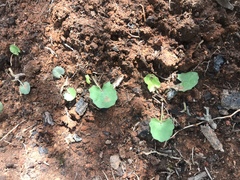 Centella cordifolia