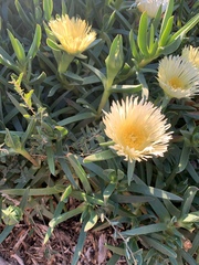 Carpobrotus edulis