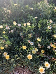 Carpobrotus edulis