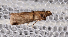 Conobathra hemichlaena