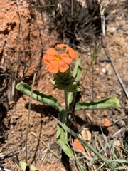 Crossandra greenstockii